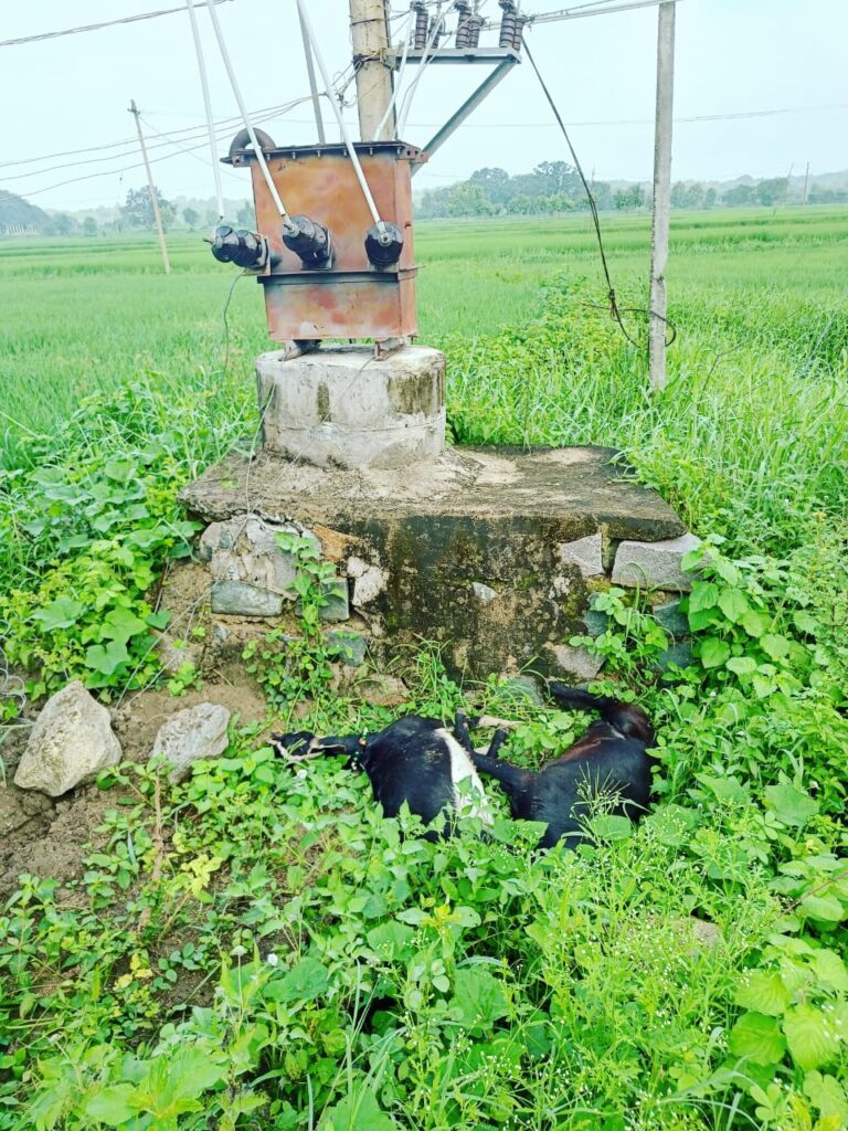 అడవిలింగాల గ్రామంలో విద్యుత్ షాక్ తగిలి రెండు మేకలు మృతి …      
