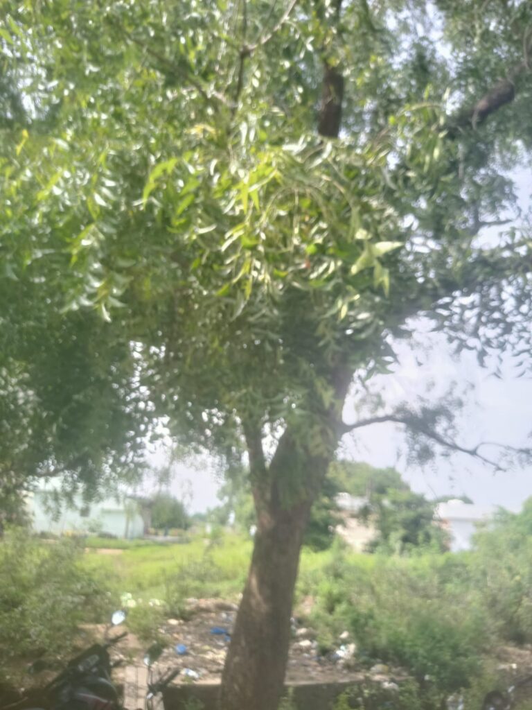 చెట్లు నరికితే.. ఒక్కో వృక్షానికి రూ. లక్ష జరిమానా…